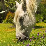 Βίλα Horses And Nature Ταρίφα
